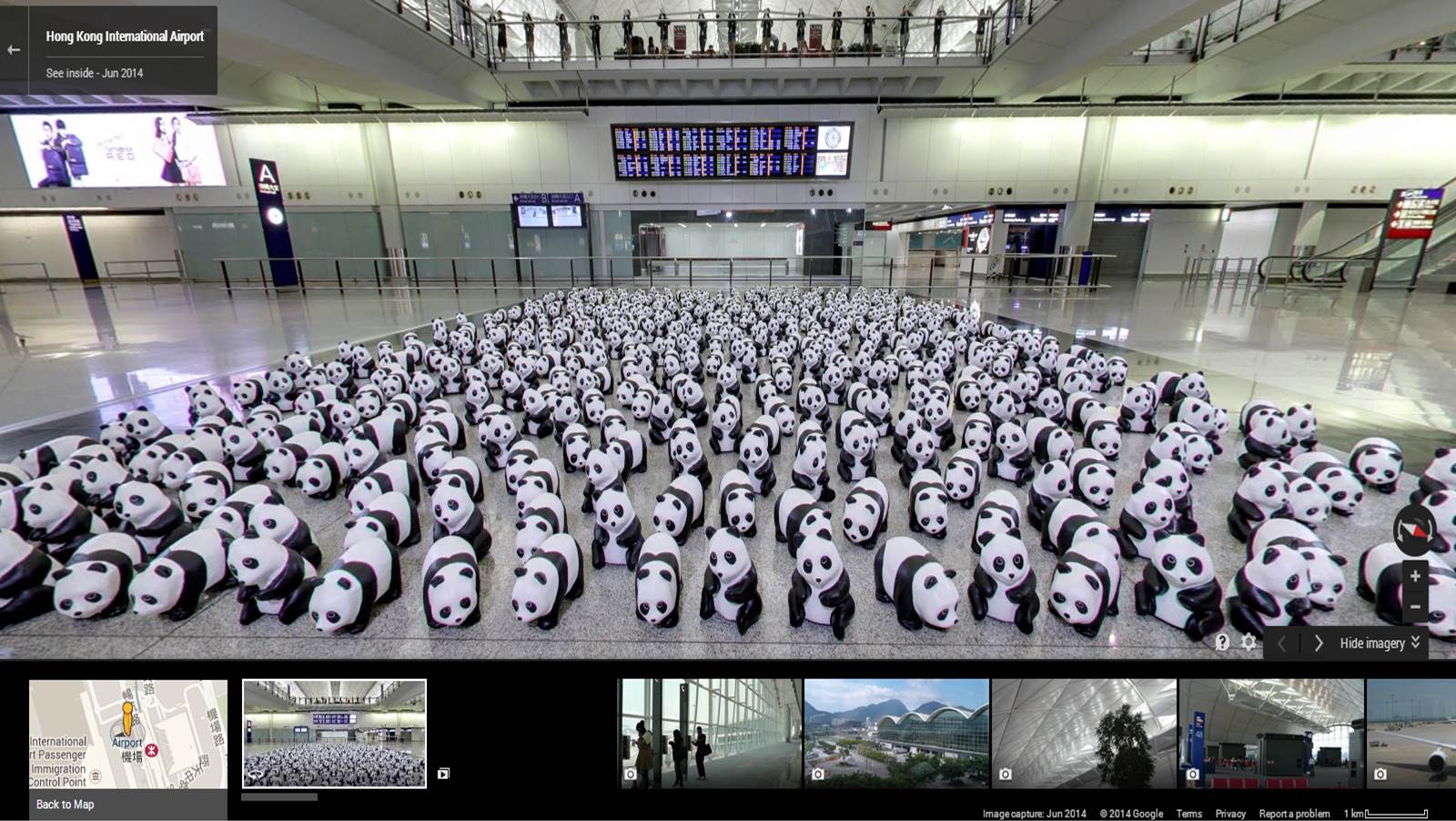 google-panda-at-hkia